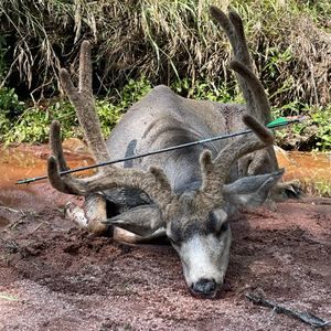 Meet your Posher, Jayden